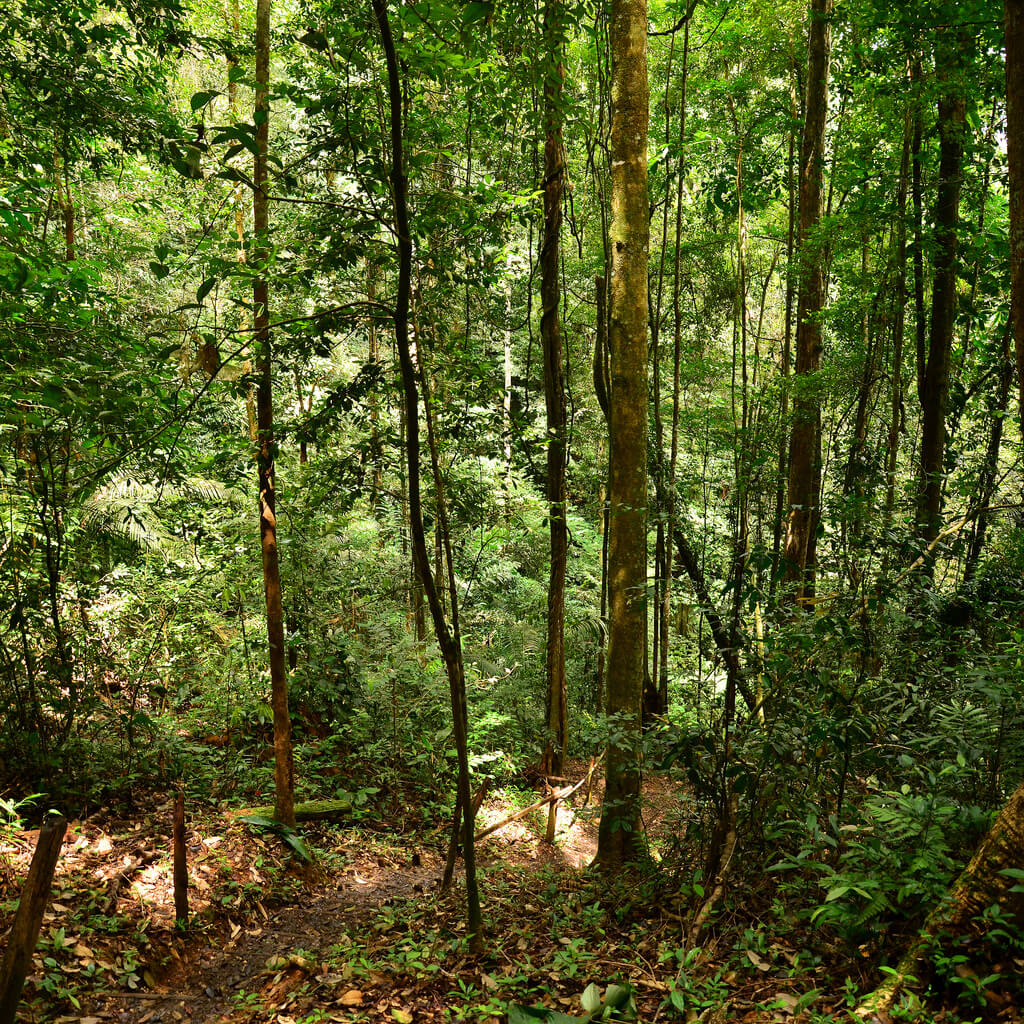 Brownsberg : Brownsberg :