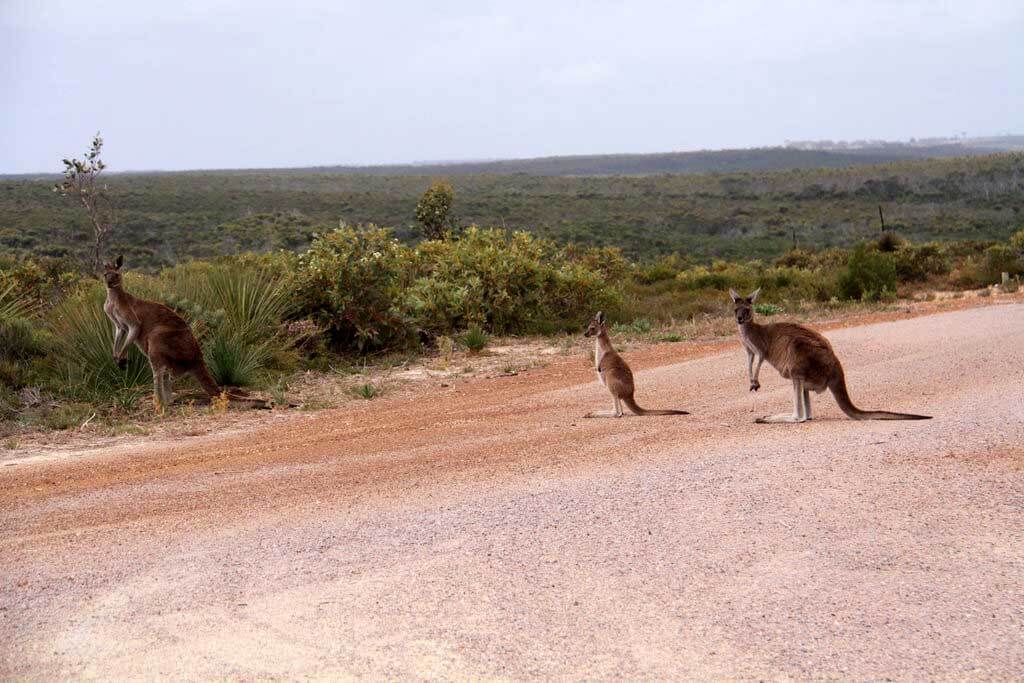 Cape Arid National Park : Cape Arid National Park :