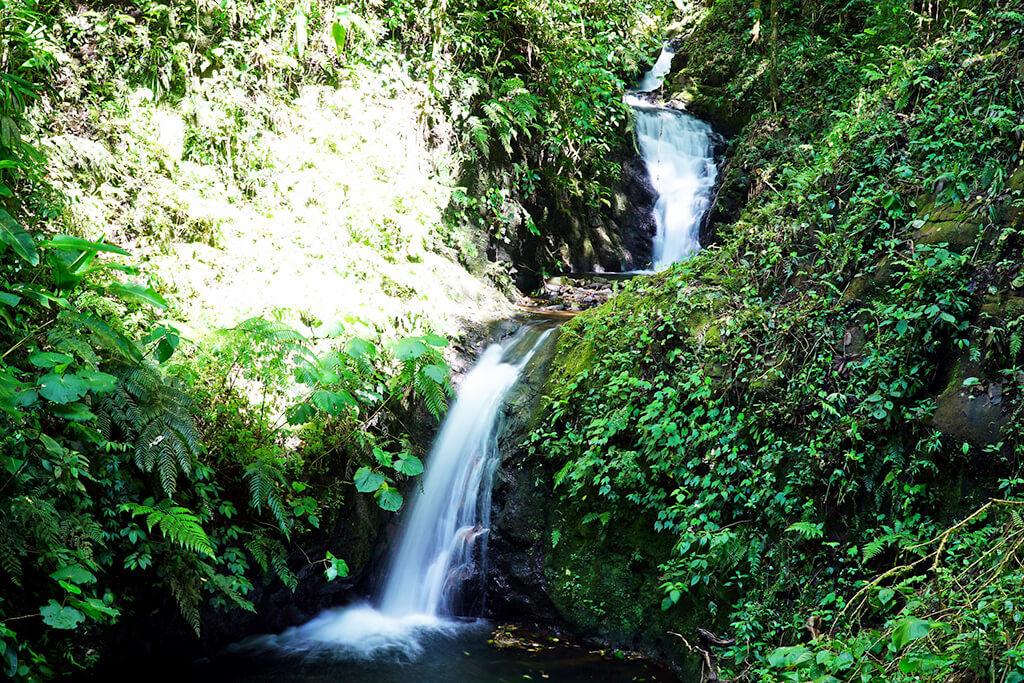 Monteverde : Monteverde :