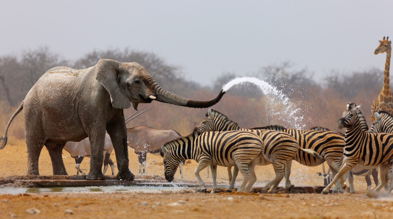 Weather in Etosha National Park in April: Temperature, Rainfall,  Sunshine... for April 2024! - Namibia - Where And When