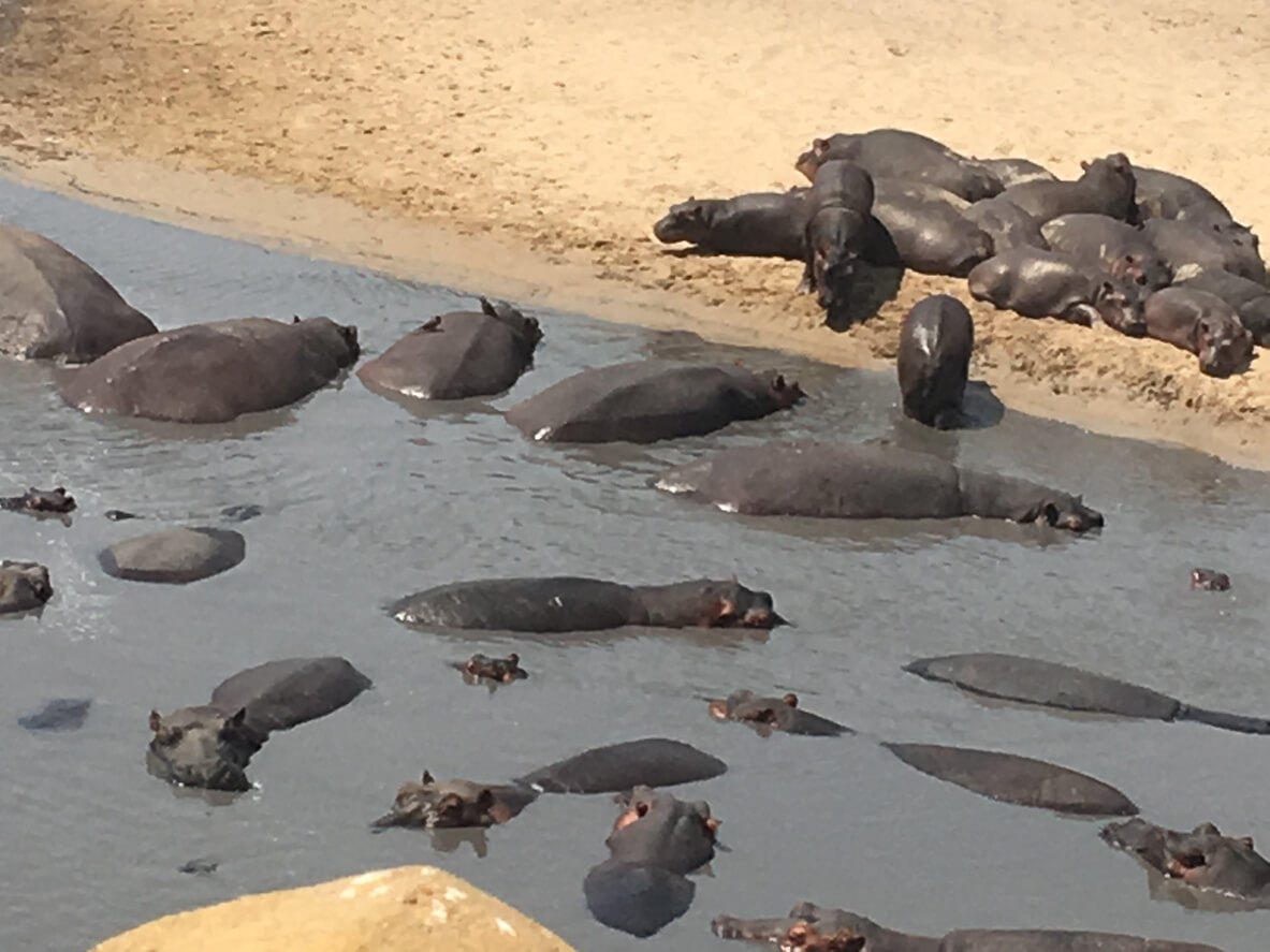 Katavi National Park : Le parc national de Katavi Katavi National Park : Le parc national de Katavi
