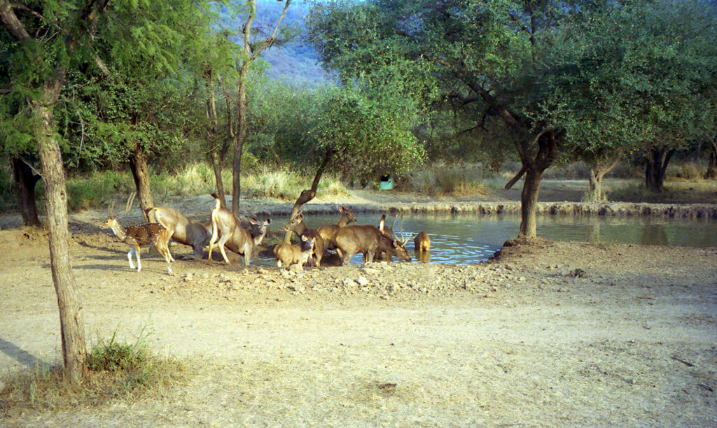 Sariska Tiger Reserve : Sariska Tiger Reserve :