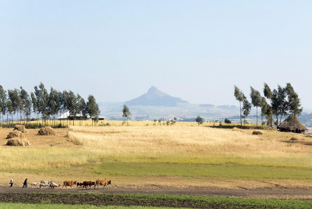 Simien Mountains National Park : Simien Mountains National Park :