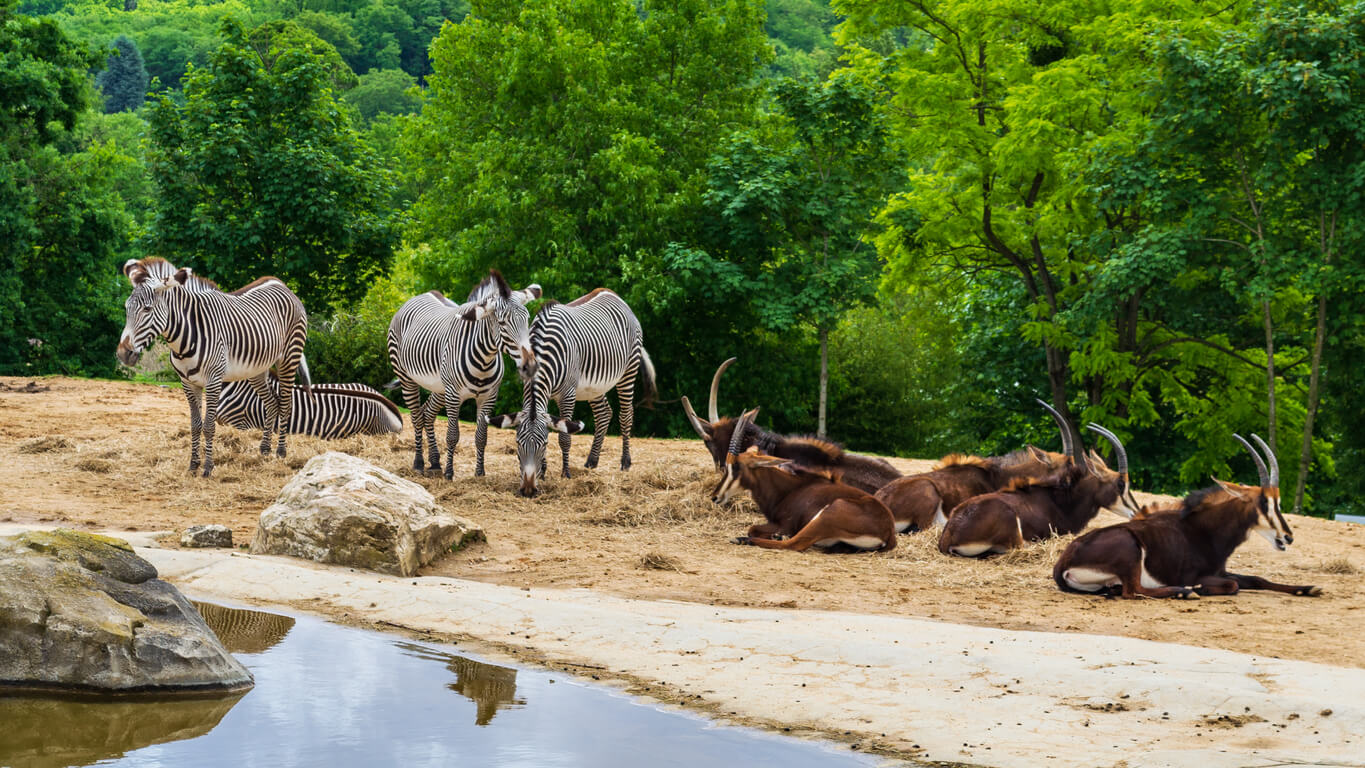 zoo de beauval region centre